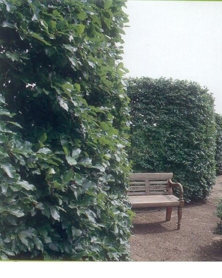 Fagus sylvatica | Groene beuk | Laanboom