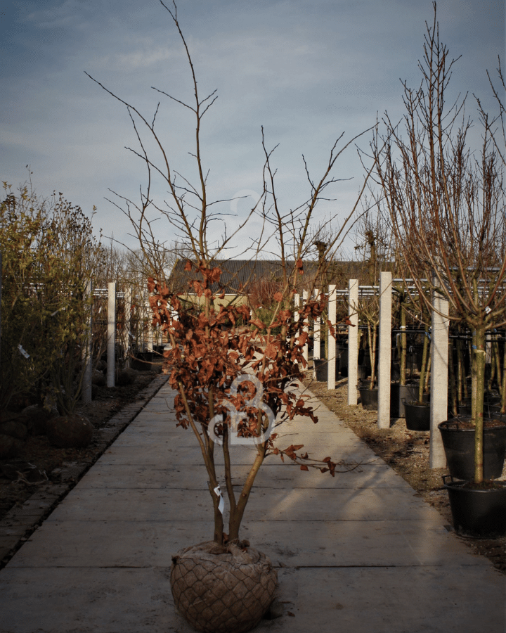 Parrotia persica | Perzisch ijzerhout | Meerstammig