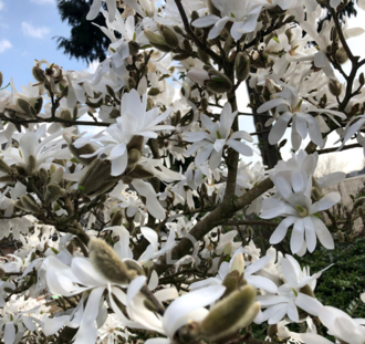 Magnolia stellata | Beverboom | Heester