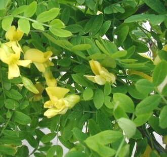 Caragana arborescens | Erwtenstruik | Bosplantsoen