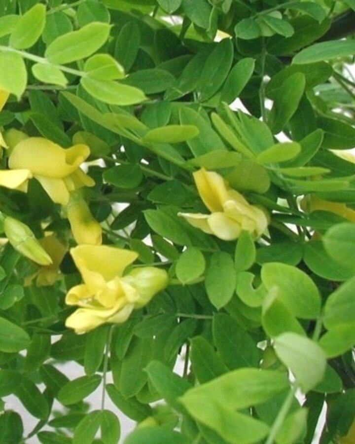 Caragana arborescens | Erwtenstruik | Bosplantsoen