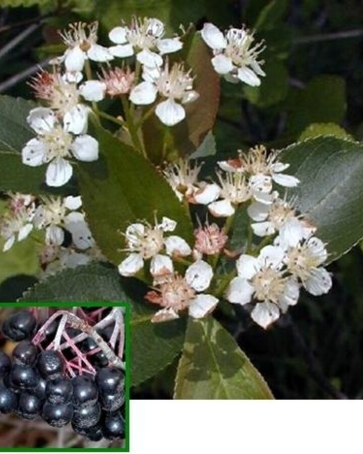 Aronia melanocarpa | Appelbes | Bosplantsoen