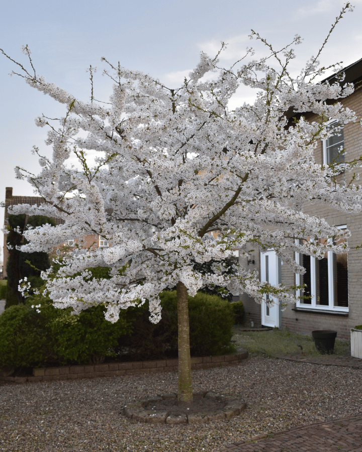 Prunus 'Yedoensis' | Sierkers | Meerstammig