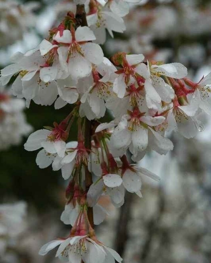 Prunus 'Yedoensis' | Sierkers | Meerstammig