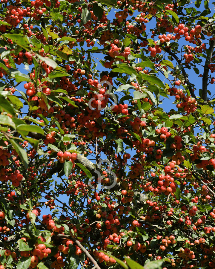 Malus 'Red Sentinel' | Sierappelboom | Leivorm