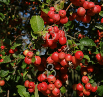 Malus 'Red Sentinel' | Sierappelboom | Leiboom