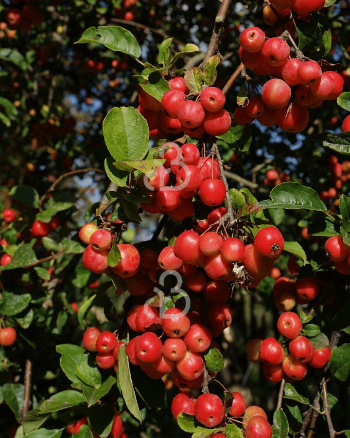 Malus 'Red Sentinel' | Sierappelboom | Leivorm