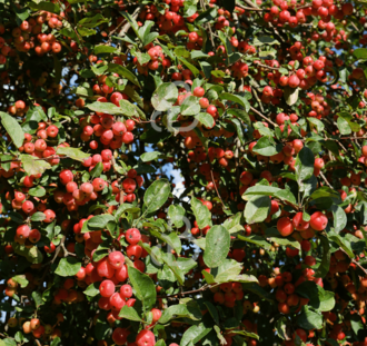 Malus 'Red Sentinel' | Sierappelboom | Laanboom