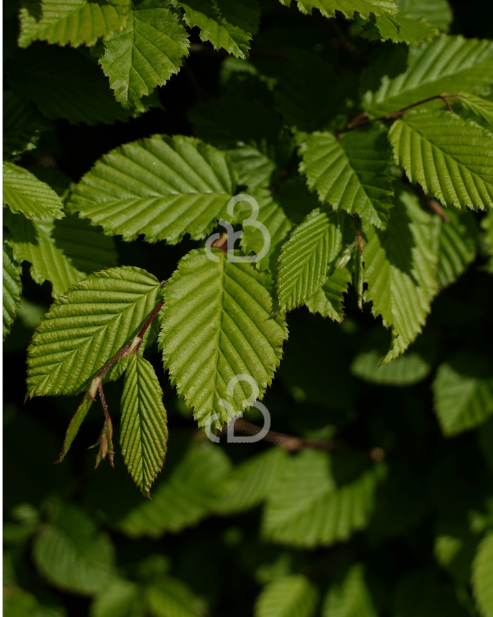 Carpinus betulus | Haagbeuk | Meerstammig