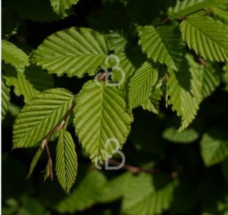 Carpinus betulus | Haagbeuk | Laanboom