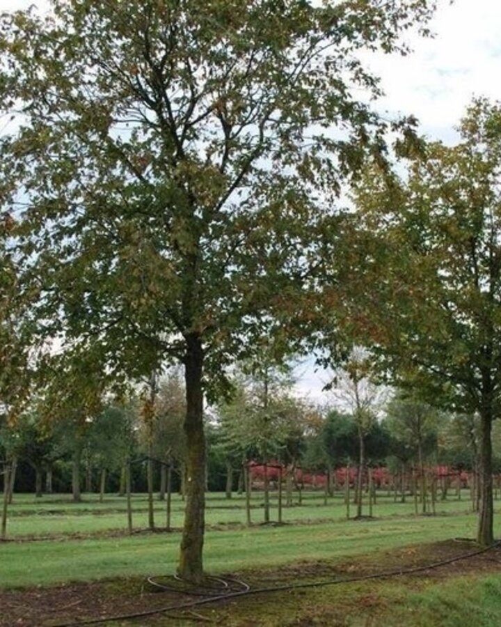 Carpinus betulus | Haagbeuk | Laanboom