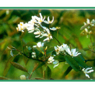 Amelanchier laevis 'Ballerina' | Krent | Laanboom