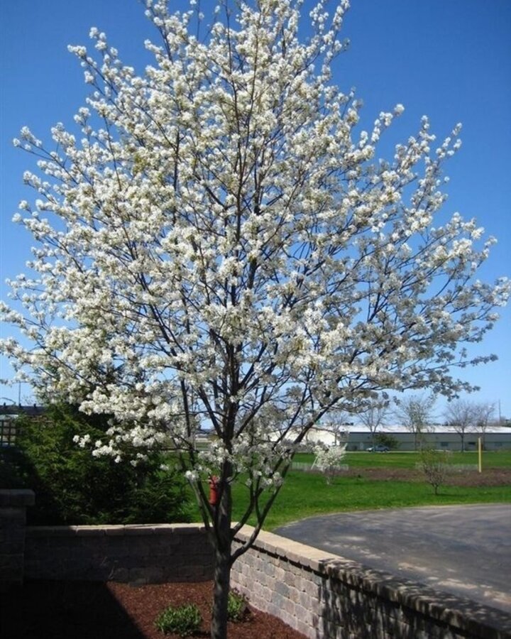 Amelanchier laevis 'Ballerina' | Krent | Laanboom