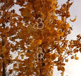 Acer platanoides | Noorse Esdoorn | Meerstammige boom