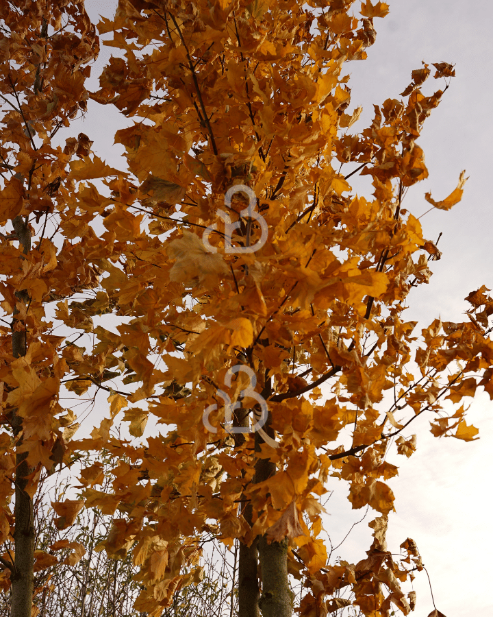 Acer platanoides | Noorse Esdoorn | Meerstammige boom