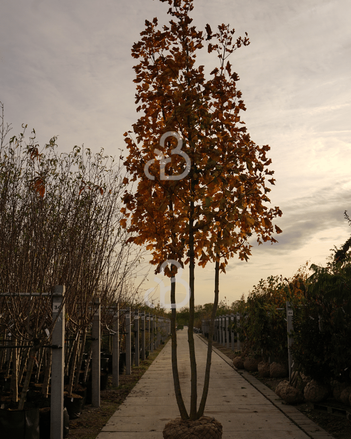 Acer platanoides | Noorse Esdoorn | Meerstammige boom