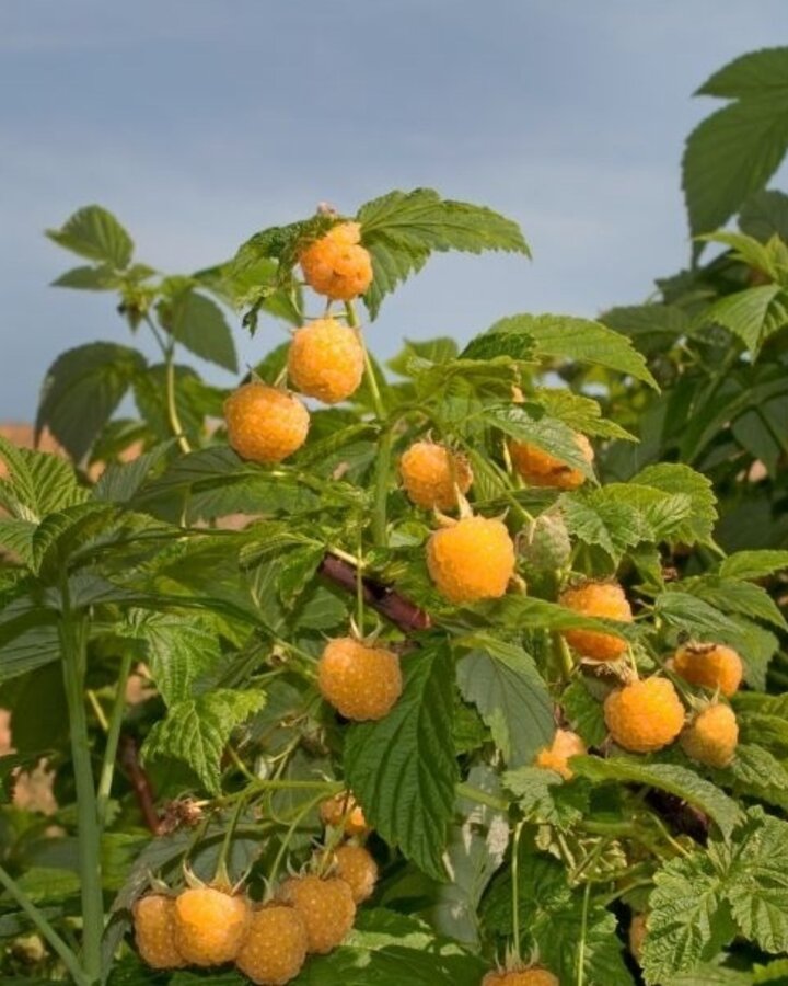 Rubus idaeus 'Golden Everest' | Zomerframboos | Kleinfruit