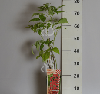 Rubus idaeus 'Glen Clova' | Zomerframboos | Kleinfruit