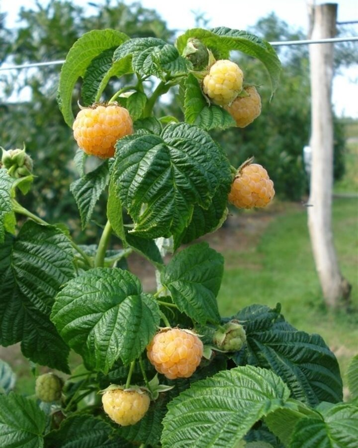 Rubus idaeus 'Fallgold' | Herfstframboos | Kleinfruit