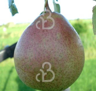 Pyrus c. 'Saint Remy' | Perenboom | Leivorm