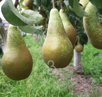 Pyrus c. 'Conference' | Handpeer | Leivorm