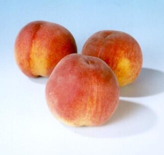 Prunus p. 'Peregrine' | Perzikboom | Leivorm