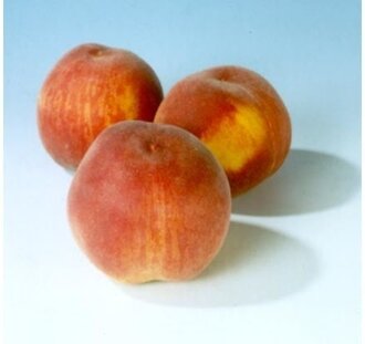 Prunus p. 'Champion' | Perzikboom | Leivorm