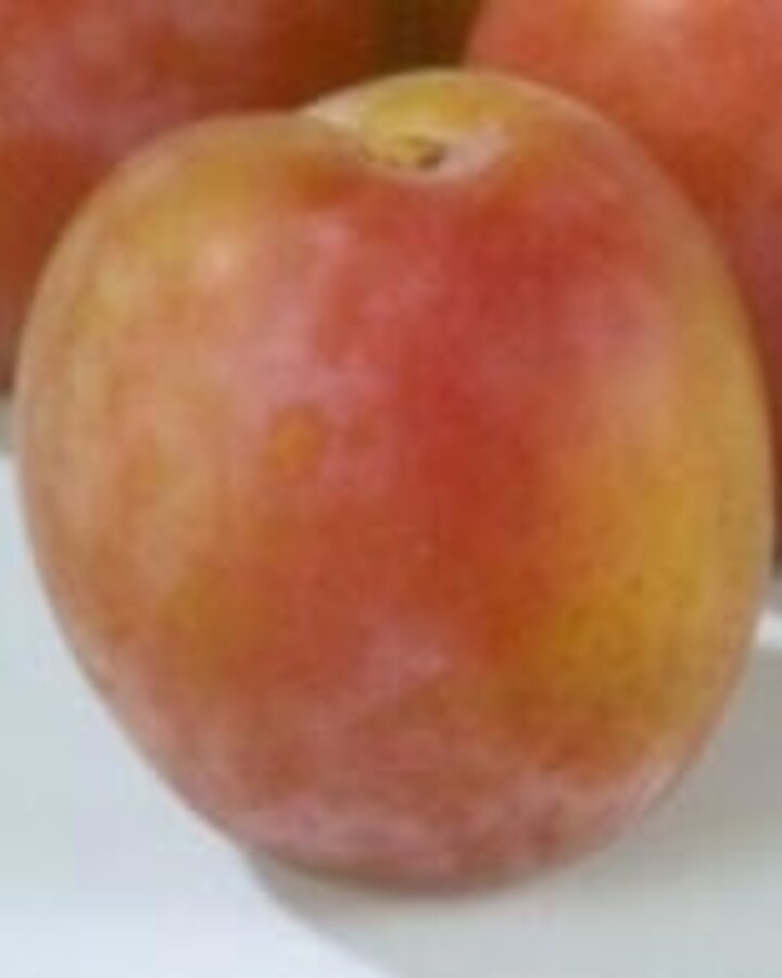 Prunus d. 'Reine Claude van Schouwen.' |  Pruimenboom | Leivorm