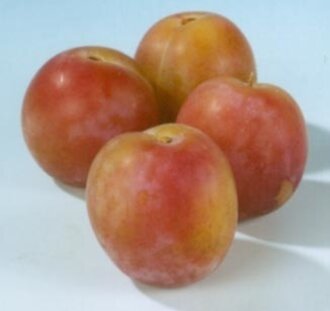 Prunus d. 'Reine Claude van Schouwen.' |  Pruimenboom | Leivorm