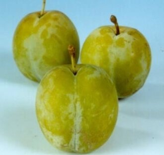 Prunus d. 'Reine Claude d'Oullins' | Pruimenboom | Leivorm