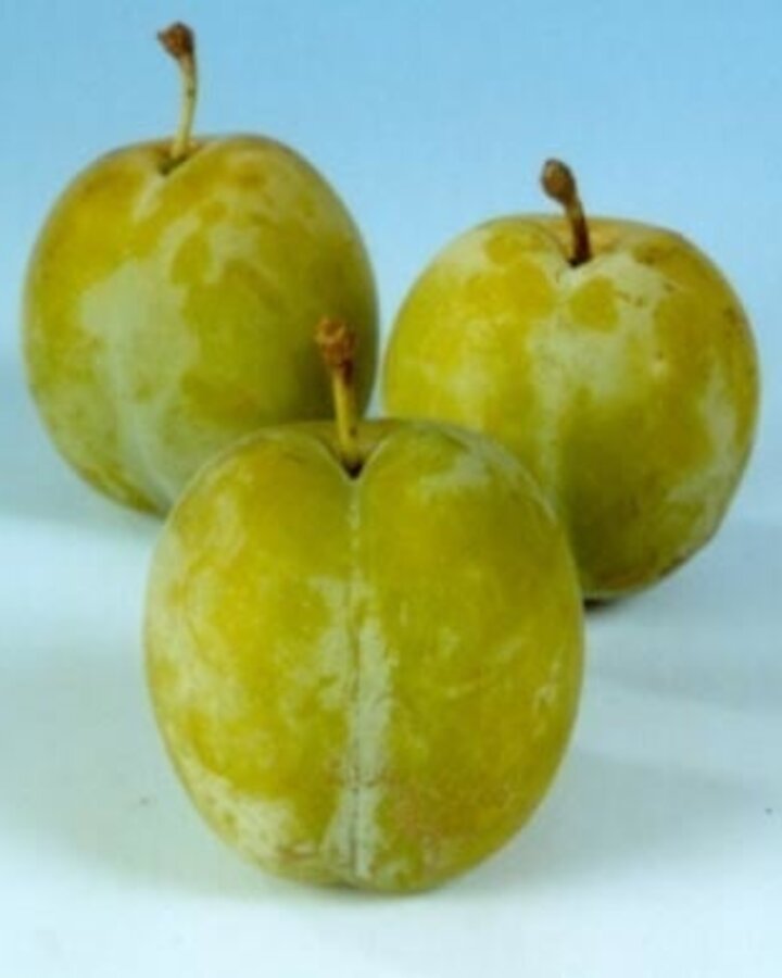 Prunus d. 'Reine Claude d'Oullins' | Pruimenboom | Leivorm
