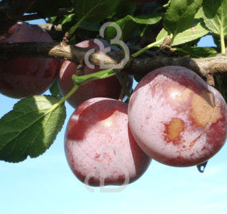 Prunus d. 'Reine Claude d'Althan' | Pruimenboom | Leivorm