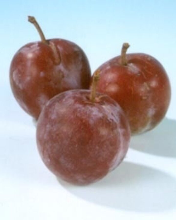 Prunus d. 'Reine Claude d'Althan' | Pruimenboom | Leivorm