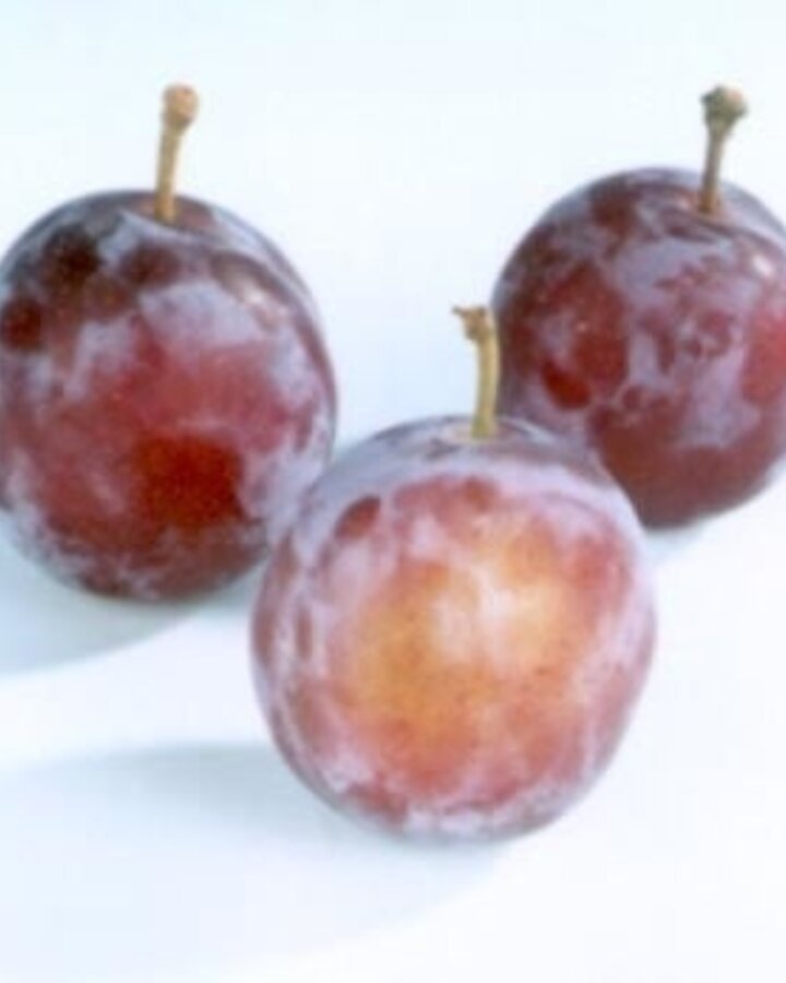 Prunus d. 'Opal' | Pruimenboom | Leivorm