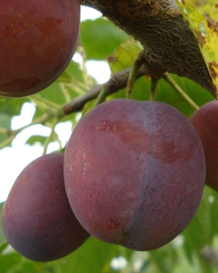 Prunus d. 'Monsieur Hatif' | Pruimenboom | Leivorm