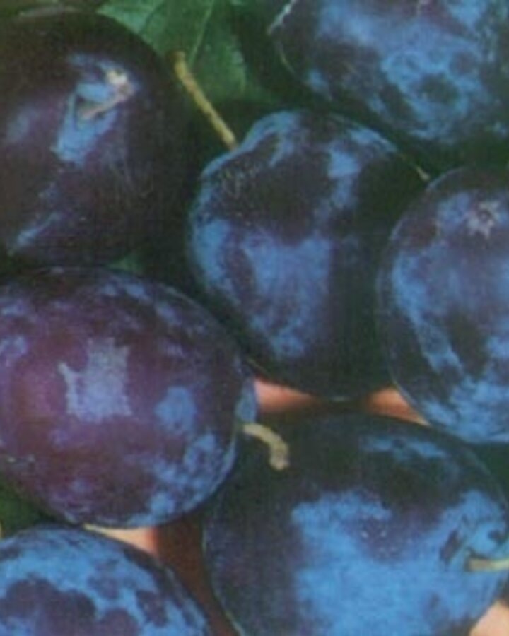 Prunus d. 'Monsieur Hatif' | Pruimenboom | Leivorm
