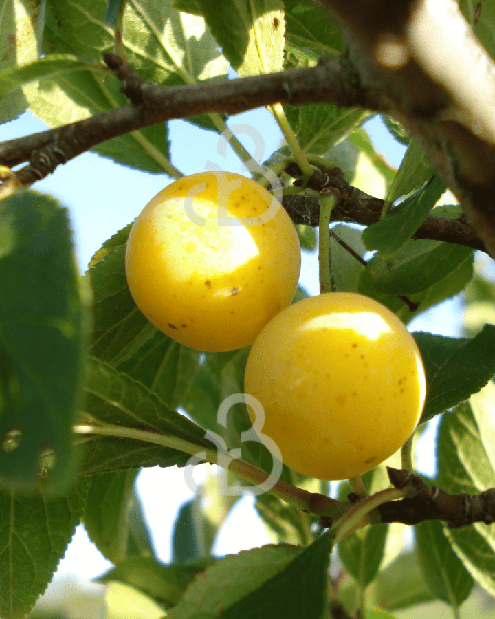 Prunus d. 'Mirabelle de Nancy' | Pruimenboom | Leivorm