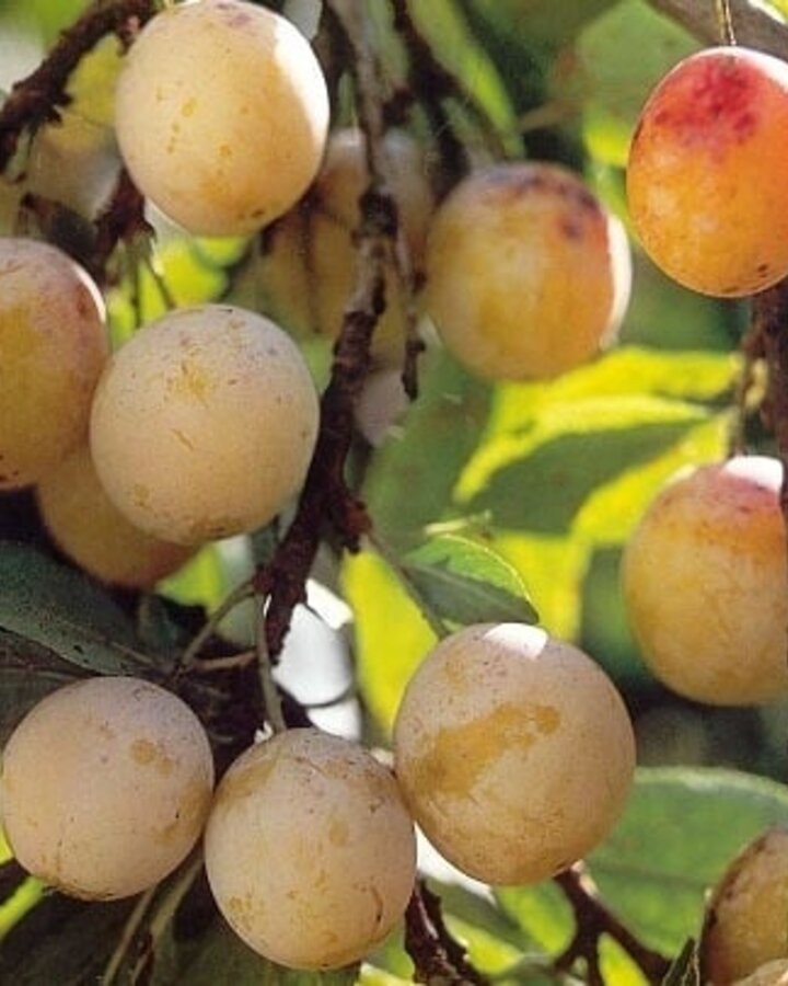 Prunus d. 'Mirabelle de Nancy' | Pruimenboom | Leivorm