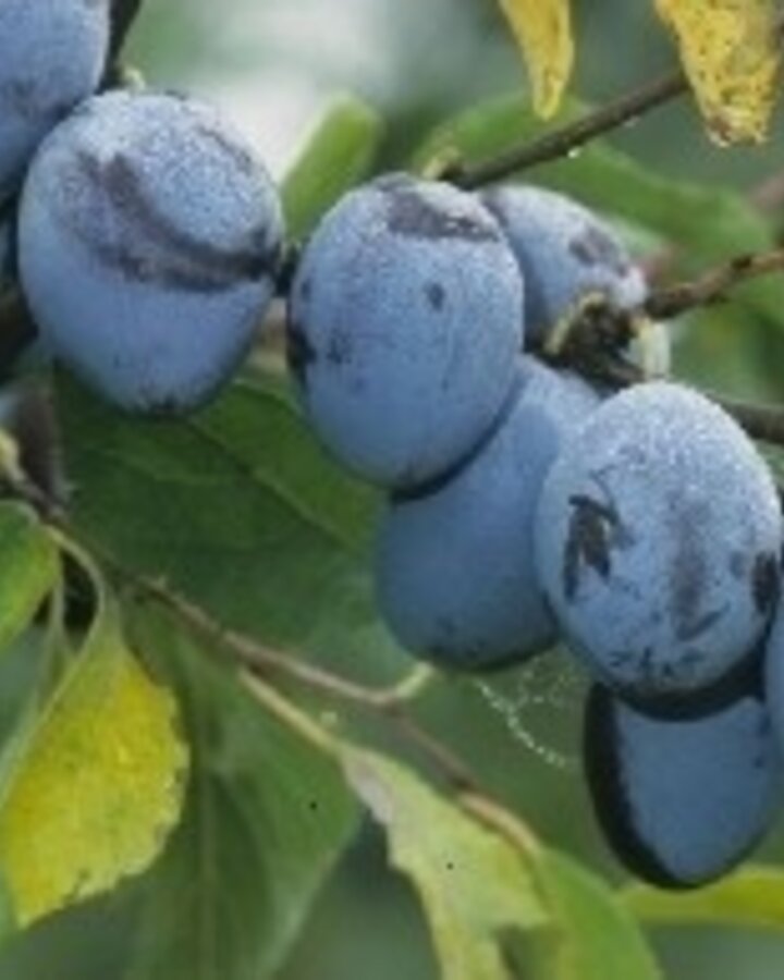 Prunus d. 'Hauszwetsche' | Pruimenboom | Leivorm