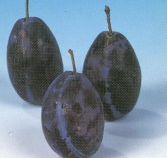 Prunus d. 'Hauszwetsche' | Pruimenboom | Leivorm