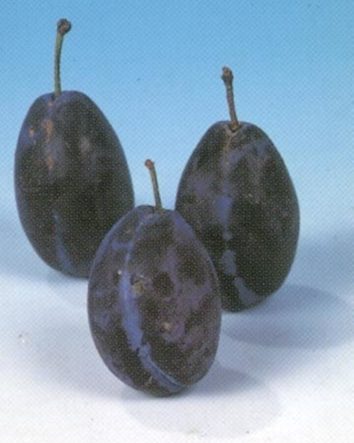 Prunus d. 'Hauszwetsche' | Pruimenboom | Leivorm