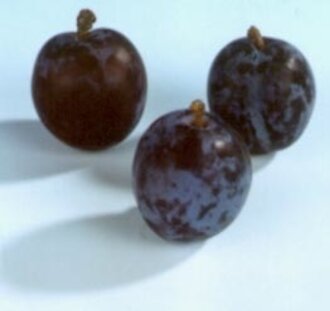 Prunus d. 'Early Prolific' | Pruimenboom | Leivorm