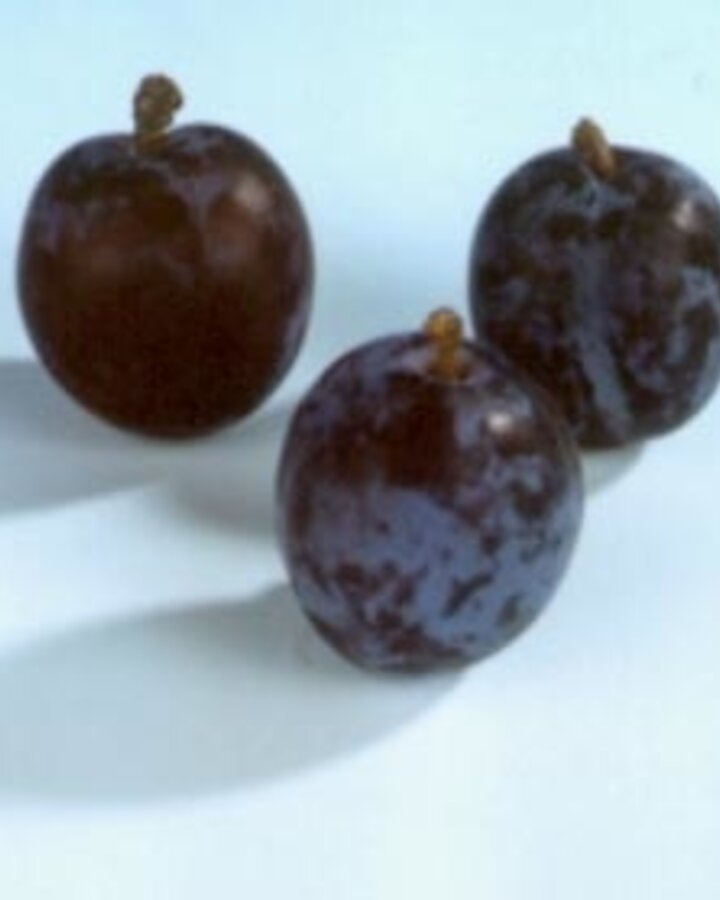 Prunus d. 'Early Prolific' | Pruimenboom | Leivorm