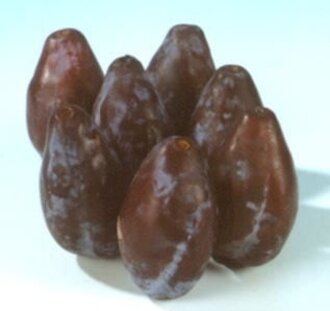 Prunus d. 'Betuwse Kwets' | Pruimenboom | Leivorm