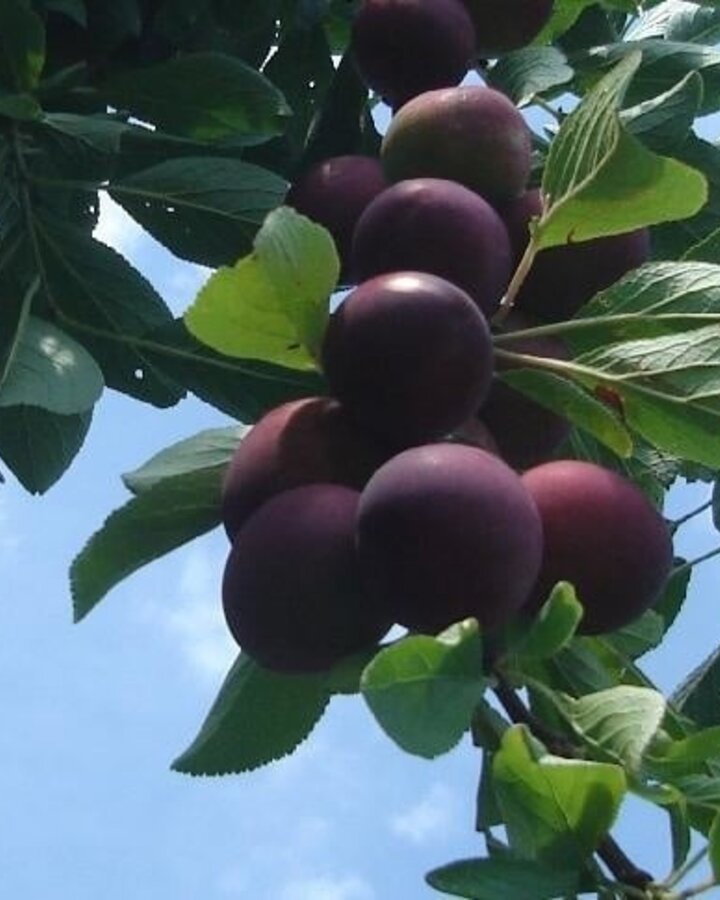 Prunus d. 'Anna Späth' | Pruimenboom | Leivorm
