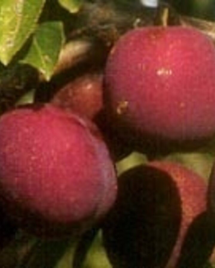 Prunus d. 'Anna Späth' | Pruimenboom | Leivorm