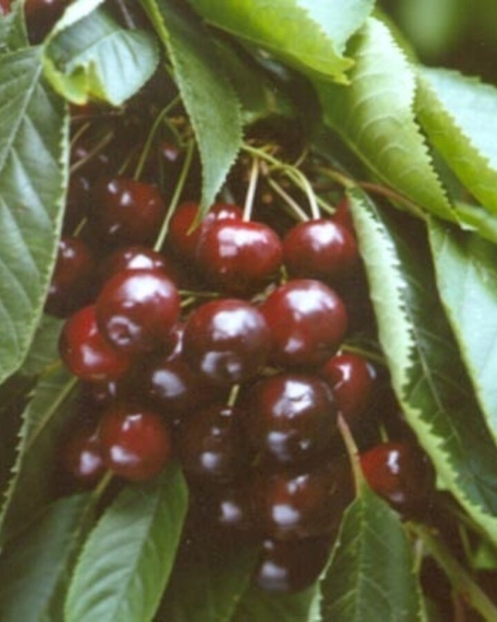 Prunus a. 'Varikse Zwarte' | Kersenboom | Leivorm