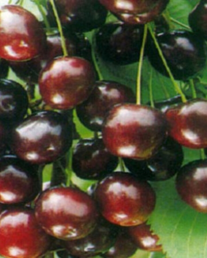 Prunus a. 'Sweetheart' | Kersenboom | Leivorm