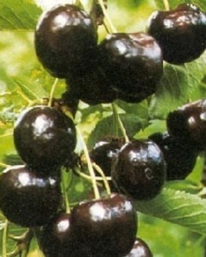 Prunus a. 'Regina' | Kersenboom | Leivorm