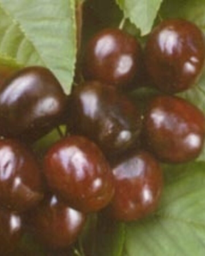 Prunus a. 'Merchant' | Kersenboom | Leivorm